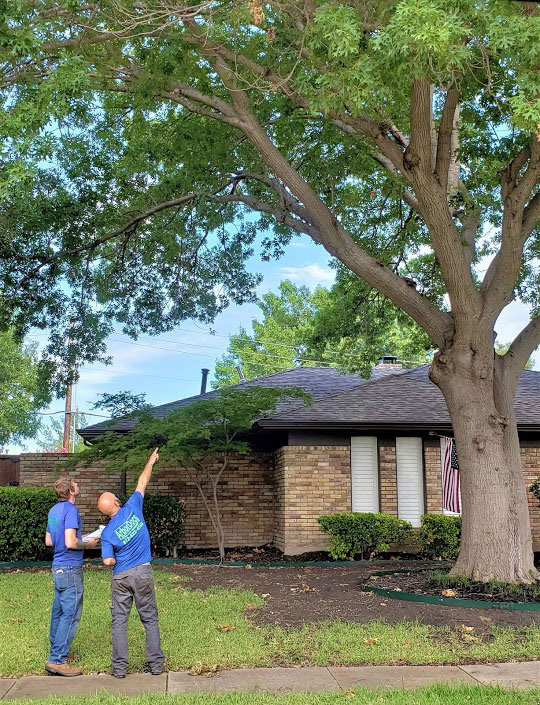 dallas tree pruning, tree trimming services, certified arborists