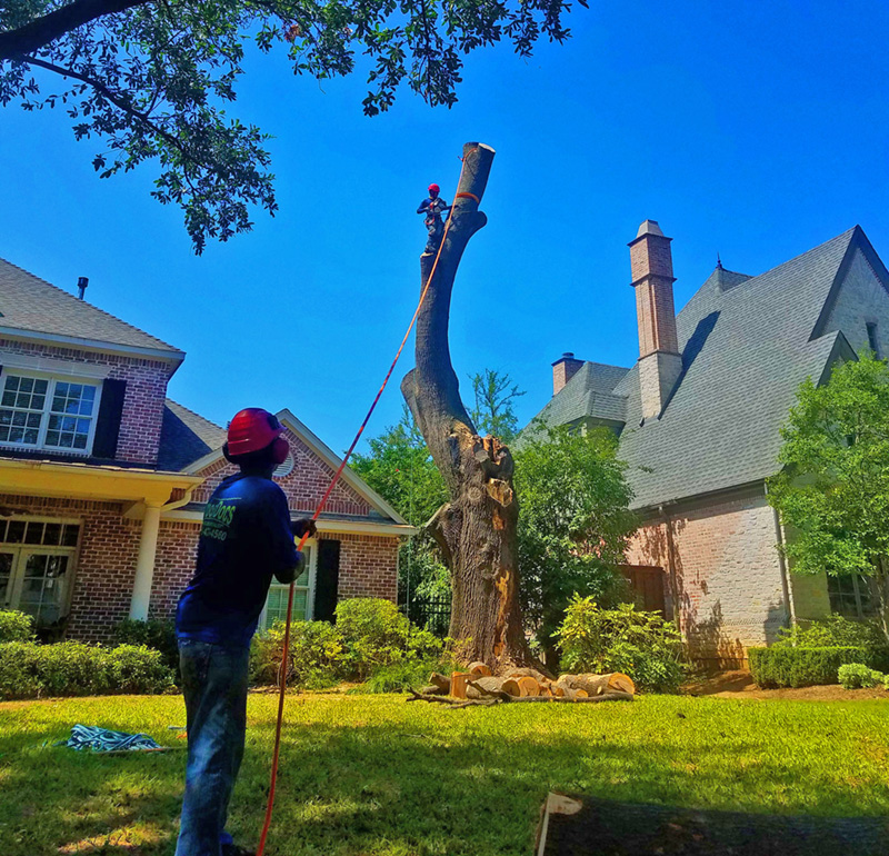 tree removal, stump grinding, tree trimming, tree surgery