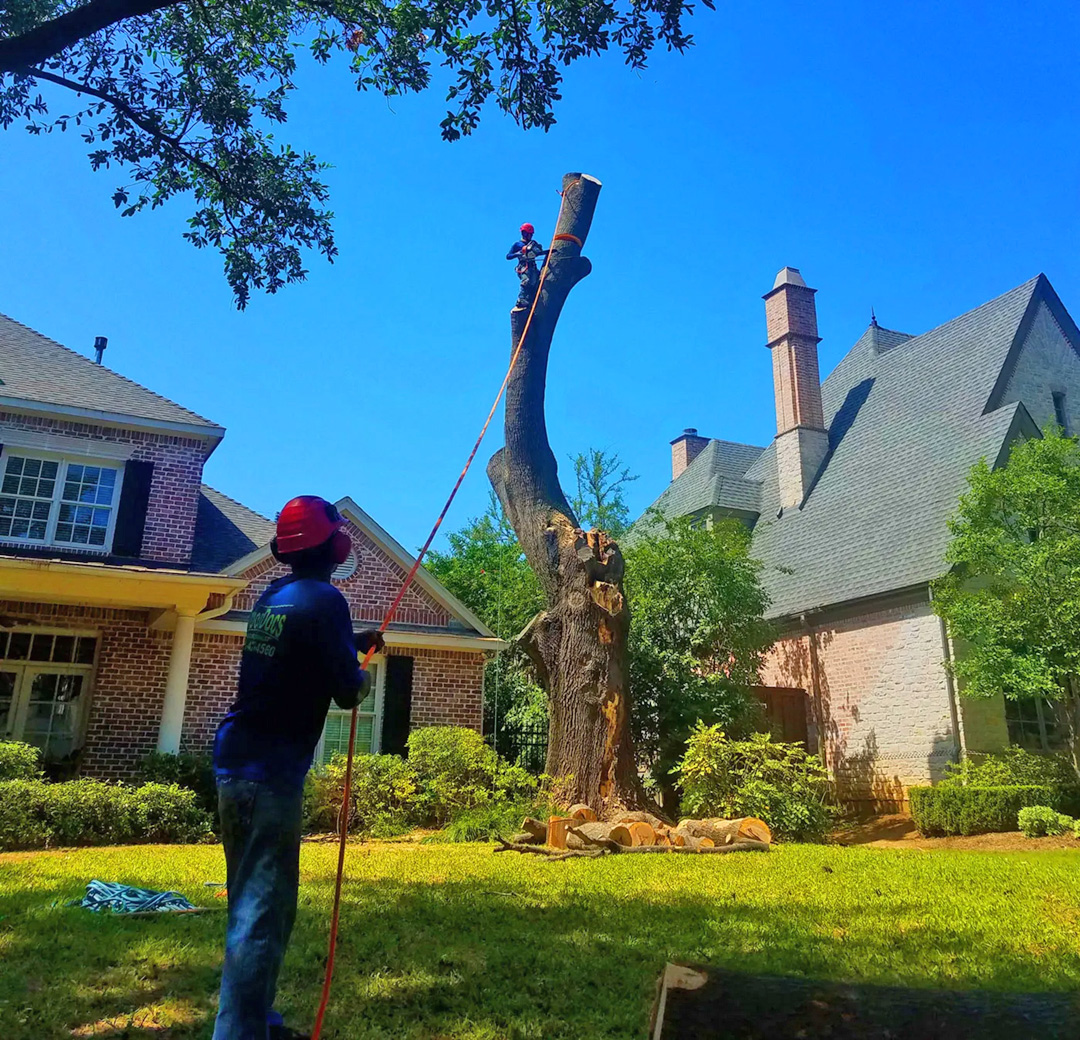 tree removal services, dallas tx