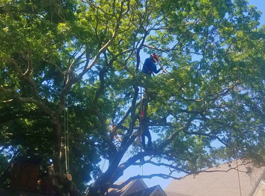 tree trimming services, tree pruning services, dallas tx