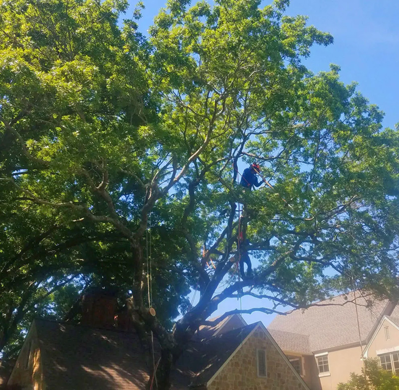 dallas tree trimming and pruning services