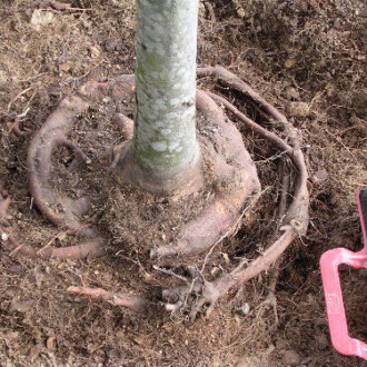 dallas tree root flare excavation, tree root girdling