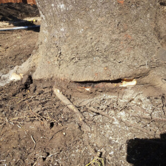 dallas tree root flare excavation, tree root girdling
