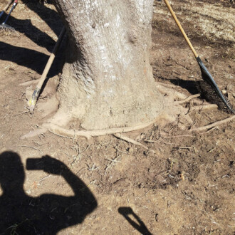 dallas tree root flare excavation, tree root girdling