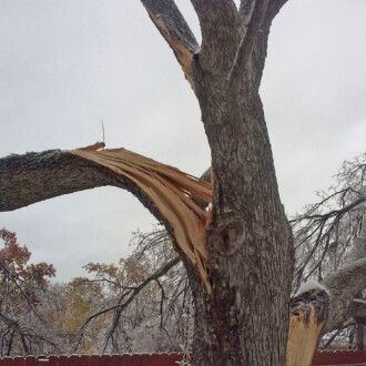 dallas storm damage, tree removal, tree trimming, tree cabling