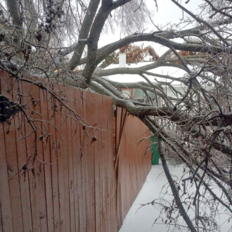 dallas storm damage, tree removal, tree trimming, tree cabling