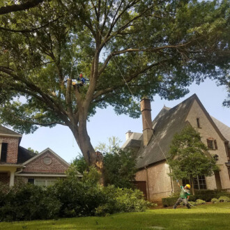 dallas tree pruning, tree trimming services