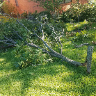 dallas tree pruning, tree trimming services