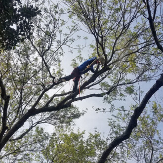 dallas tree pruning, tree trimming services