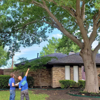 dallas tree pruning, tree trimming services, certified arborists