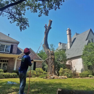 dallas tree removal services, dead tree removal, stump grinding