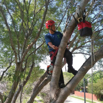 dallas tree preservation services, tree cabling and bracing