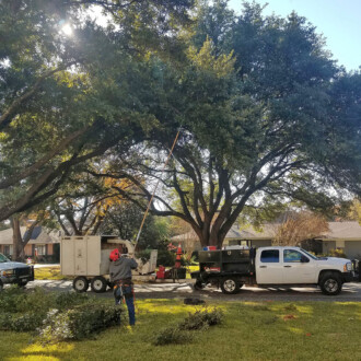 dallas tree pruning, tree trimming services