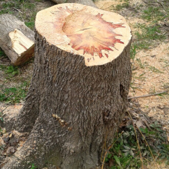 dallas tree removal services, dead tree removal, stump grinding