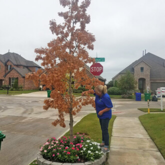 dallas certified arborist services