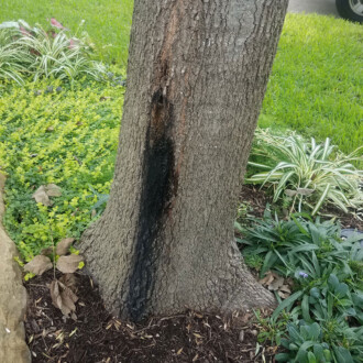 dallas tree preservation services, tree infection recovery