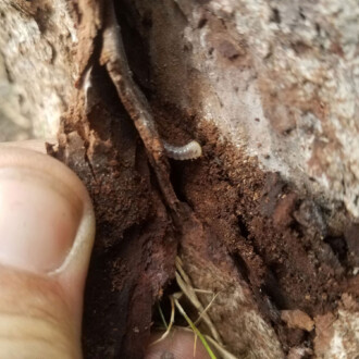 dallas tree preservation services, insect control programs