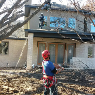 dallas tree pruning, tree trimming services